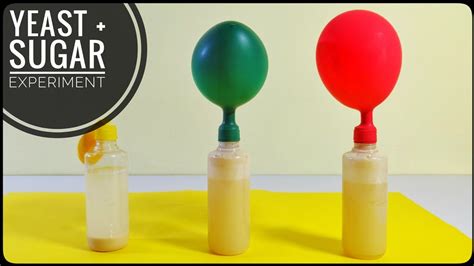 yeast and sugar experiment results.